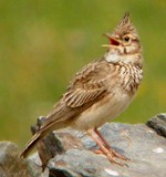 Crested Lark  - Galerida cristata © John Muddeman